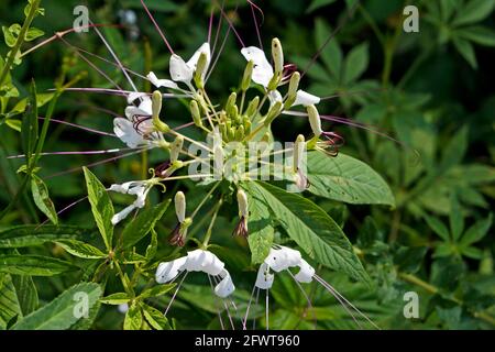 Bianco Spider fiore (Cleome spinosa) in giardino Foto Stock