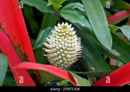 Infiorescenza di bromeliad (Aechmea pectinata) sulla foresta tropicale, Rio Foto Stock