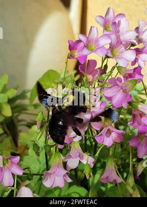 Carpentiere ape sopra i fiori che vengono impollinati Foto Stock