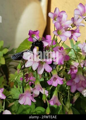 Carpentiere ape sopra i fiori che vengono impollinati Foto Stock