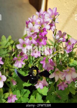 Carpentiere ape sopra i fiori che vengono impollinati Foto Stock