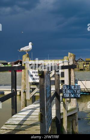 Segno umoristico con gabbiano su un molo di Suffolk Foto Stock