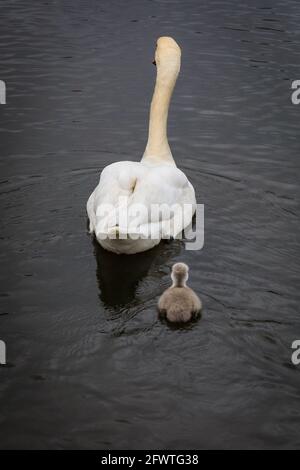 Lago di Haltern, NRW, Germania. 24 maggio 2021. Il più piccolo dei cinque cigneti segue ancora da vicino la mamma. Una famiglia di cigni muti con cinque cigneti pelosi di una settimana si avventurano sul lago di Haltern nonostante il tempo piovoso delle vacanze bancarie tedesche. Credit: Imageplotter/Alamy Live News Foto Stock