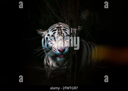 La tigre bianca o tigre sbiancata è una variante di pigmentazione leucistica delle tigri del Bengala, della tigre siberiana e degli ibridi artificiali Foto Stock