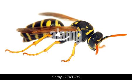 il wasp isolava su sfondo bianco in latino Vespula Foto Stock