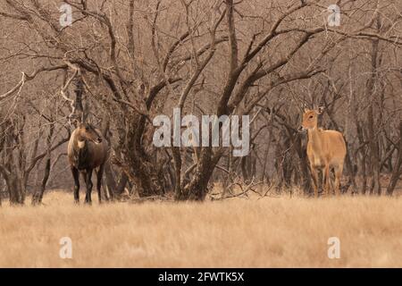 Coppia di Bluebull maschio e femmina, Boselaphus tragocamelus, fissandosi l'uno all'altro, Ranthambore, India Foto Stock