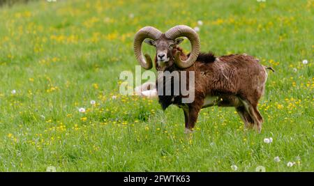 Ritratto di mouflon in prato Foto Stock