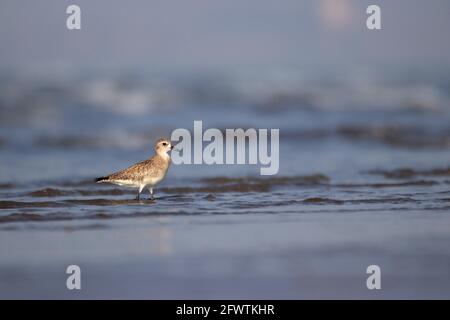 Grey Plover, Pluvialis squatarola, nell'oceano, Akshi Beach, Alibag, Maharashtra, India Foto Stock