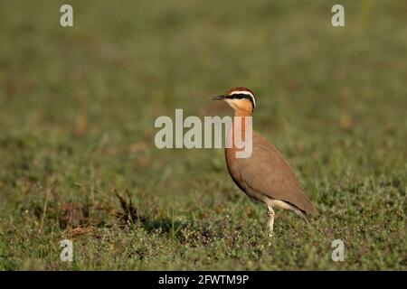 Jerdon's Courser, Rhinoptilus bitorquatus, in una giornata di sole, Pune, India Foto Stock