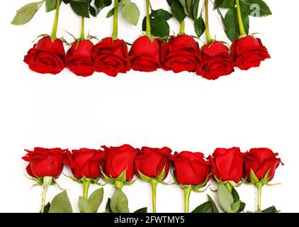 Righe di rose rosse allineate lungo il bordo dell'immagine in bianco. Foto Stock