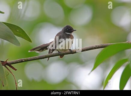 Sunda Pied Fantail (Rhipidura javanica longicauda) adulto arroccato sul ramo sottile Sabah, Borneo Gennaio Foto Stock