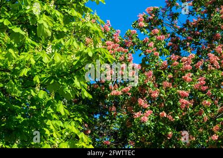 Castagno di cavallo (Aesculus hippocastanum) e castagno di cavallo rosso (Aesculus × carnea) fiorendo l'uno accanto all'altro in primavera, Sopron, Ungheria Foto Stock