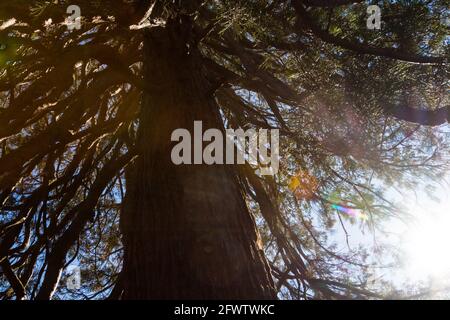 sequoie giganti Sequoiadendron giganteum, di circa 150 anni, a Erzsebet kert (parco Elisabeth), Sopron, Ungheria Foto Stock