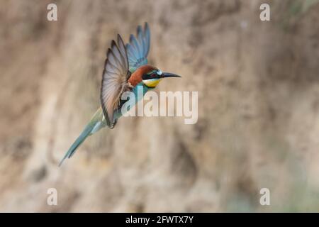 Europeo ape mangiatore in volo Merops apiaster volare Foto Stock