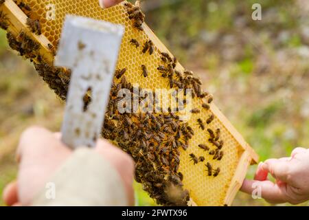 L'apicoltore raccoglie il miele. Api nell'alveare, allevamento ecologico in un prato pieno di fiori, un cerotto pieno di api Foto Stock