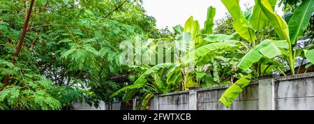 Foresta tropicale dschungel natura dietro le mura a Bangkok in Thailandia. Foto Stock