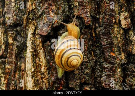 Chiocciola bianca su un tronco di albero bagnato dopo la pioggia. In movimento lento. Con una bella struttura di corteccia. Genere specie Cepaea hortensis. Foto Stock