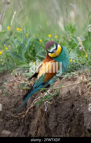 L'ape mangiatore seduto sul terreno vicino fiori apiaster Merops Foto Stock