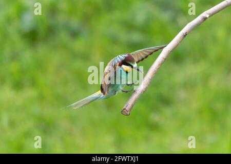 Atterraggio europeo degli uccelli del mangiatape sul ramo degli alberi Merops apiaster Foto Stock