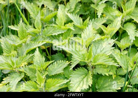 Thicket di foglie verdi fresche di ortica. Messa a fuoco selettiva, primo piano, spazio di copia. Foto Stock