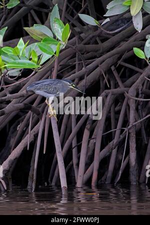 Green-backed Heron (Butorides striata javanicus) adulto arroccato sulla radice di mangrovie Sabah, Borneo Gennaio Foto Stock