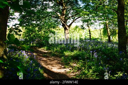 Campanelli e i boschi Bluebell di Willesley Wood sulla National Forest Way nel cuore dell'Inghilterra. Foto Stock