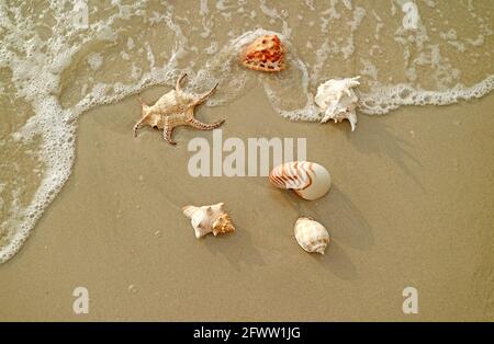 Vari tipi di meravigliose conchiglie naturali sulle onde che si infrangono spiaggia di sabbia Foto Stock