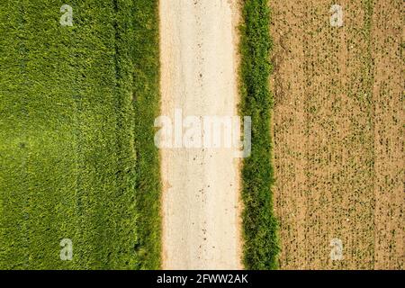 Campo verde in zona rurale. Paesaggio di campi agricoli di cereali. Foto Stock