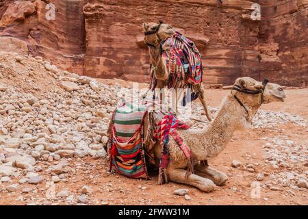 Cammelli nella città antica Petra, Giordania Foto Stock