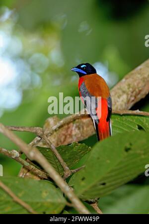 Trogon (Harpactes duvaucelii) maschio adulto arroccato su twig Sabah, Borneo Gennaio Foto Stock