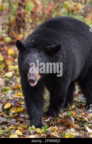 L'orso nero (Ursus americanus) sunters in avanti l'autunno - animale prigioniero Foto Stock