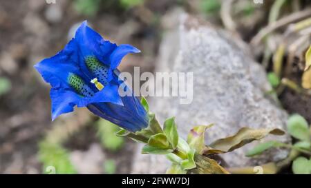 Bella fioritura genziana senza stelo blu su giardino di primavera rockery. Gentile acaulis. Fiore a forma di tromba con strisce di colore verde oliva in corolla. Foto Stock