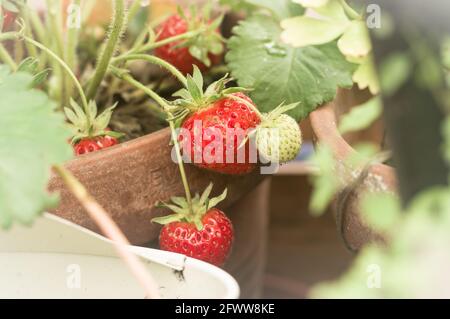 Fragole crescere in un vaso in terracotta. Foto Stock