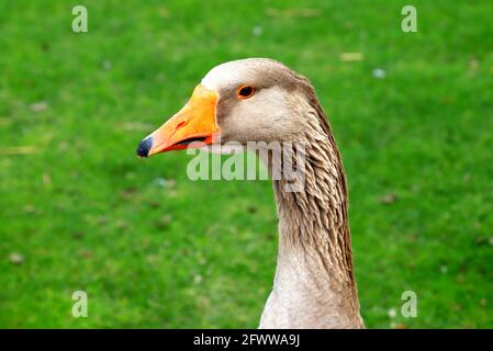 Bella oche grigie, perigord passeggiata sul prato verde in estate sulla fattoria tradizionale oca. Carne d'oca, delicatezza francese di foie gras, pollame Foto Stock