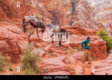 PETRA, GIORDANIA - 23 MARZO 2017: Uomo locale con i suoi asini nell'antica città di Petra, Giordania Foto Stock