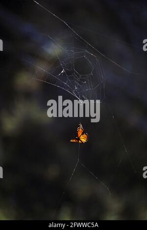 Una farfalla monarca (Danaus plexippus) catturata in un ragnatela; Oregon. Foto Stock