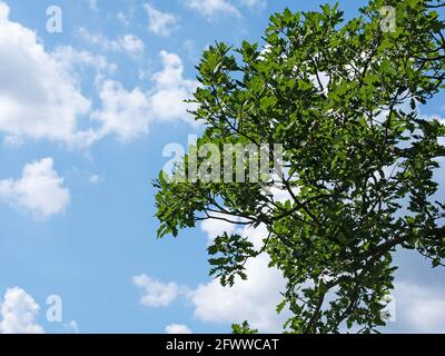 Quercia tedesca, Quercus, contro un cielo blu e nuvole Foto Stock