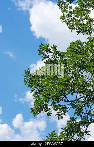 Quercia tedesca, Quercus, contro un cielo blu e nuvole Foto Stock