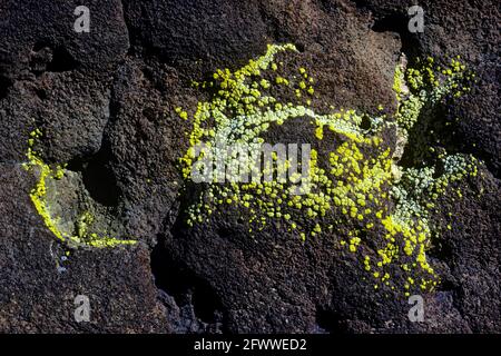 Lichene giallo sulla lava in California's Coso montagne. Foto Stock