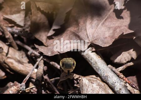 Una vista di un serpente del Garrer orientale che assaggia l'aria come emerge da un mucchio di foglie Foto Stock