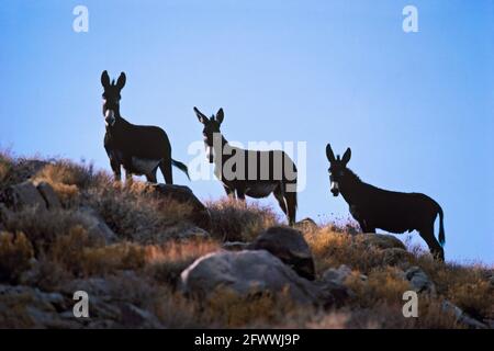 Tre burros (Equus africanus asinus) nel Death Valley National Park; California. I burros erano una volta amati dai prospettori e da tutti i ratti del deserto per le loro abilità di trasporto del carico e la compagnia. Potrebbero sempre trovare un morso da mangiare dove altri grandi mammiferi muoiono di fame. Sono così ben adattati che competono con le specie native; come la pecora del Corno grande in via di estinzione. Foto Stock