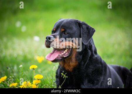 Rottweiler Foto Stock