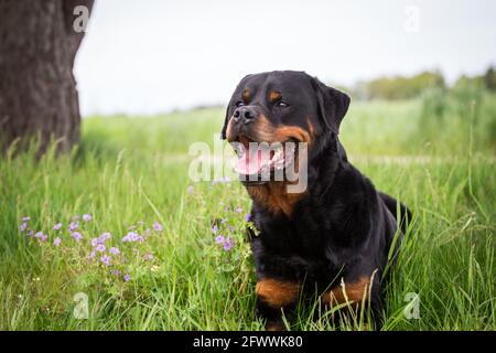 Rottweiler Foto Stock