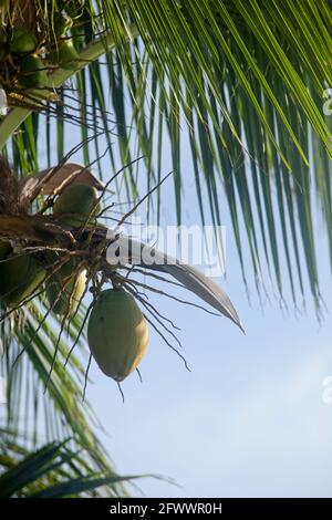 Grandi noci di cocco verdi sulla palma in un giardino tropicale messicano. Sullo sfondo il cielo blu Foto Stock