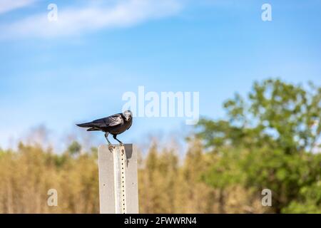 Un American Crow appollaiato sulla cima di un parcheggio segno Foto Stock