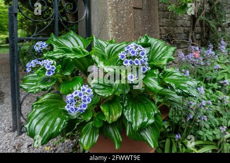 Chatham Island Forget Me Not, un contenitore del blu fiorito Forget Me Not, Myosotidium hortensia, un arbusto perenne. Foto Stock