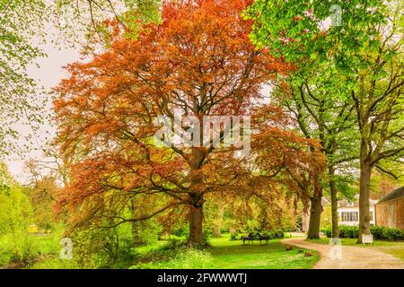 Monumentale faggio rosso, Fagus sylvatica, a Landgoed Heerlijkheid Mariënwaerdt in foglie fresche giovani in primavera Foto Stock