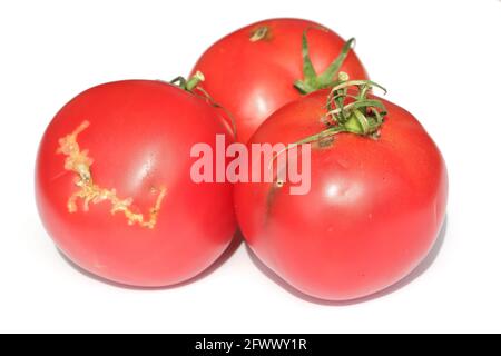 Pomodori danneggiati da caterpillars di pomodoro foglia chiamato anche pinworm di pomodoro o falce sudamericana di pomodoro - Tuta assoluta (nome latino). Foto Stock
