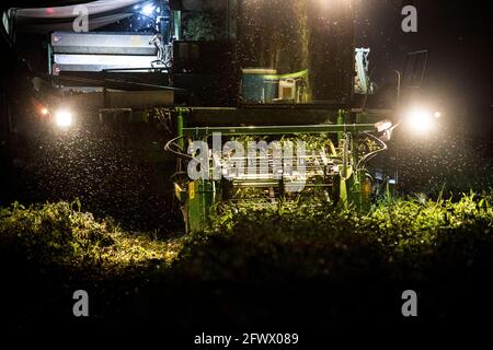 La raccoglitrice di pomodori funziona di notte. Vegas Bajas del Guadiana, Spagna Foto Stock