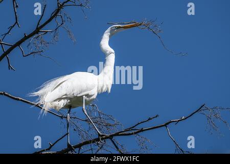 Grande Egret bianco (Ardea alba) arroccato in albero con un bastone per il suo nido nel suo becco. Foto Stock